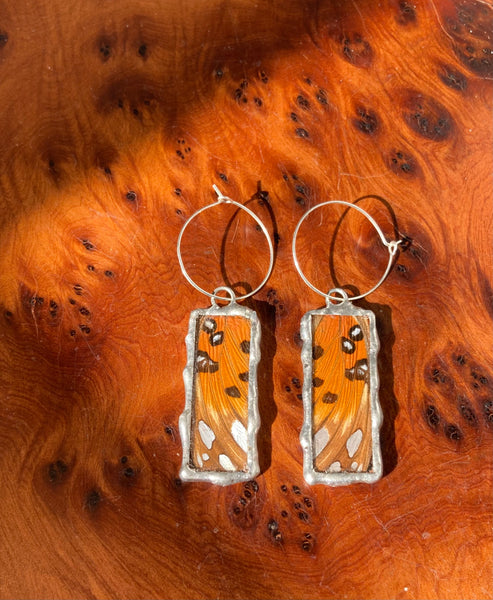 Gulf fritillary sunset windows