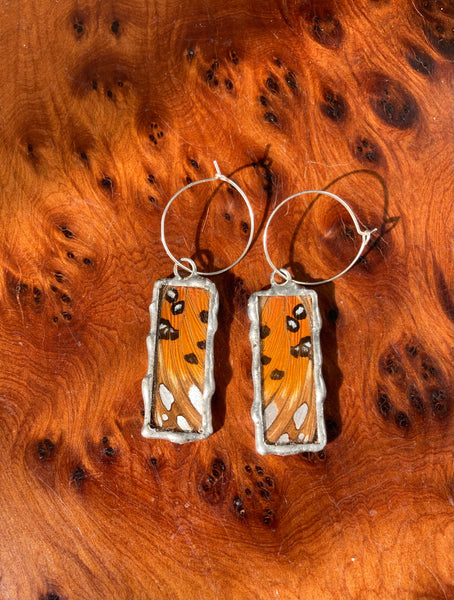 Gulf fritillary sunset windows